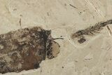Fossil Plant (Fagus, Chamaecyparis, Pinus) Plate - McAbee, BC #248861-1